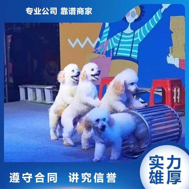 小马戏表演出租图片