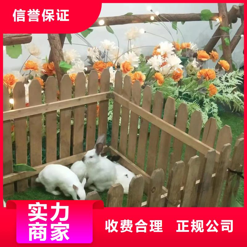 羊驼出租品种多