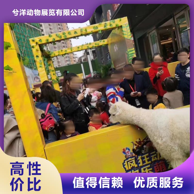 马戏团/羊驼鹦鹉表演全市24小时服务