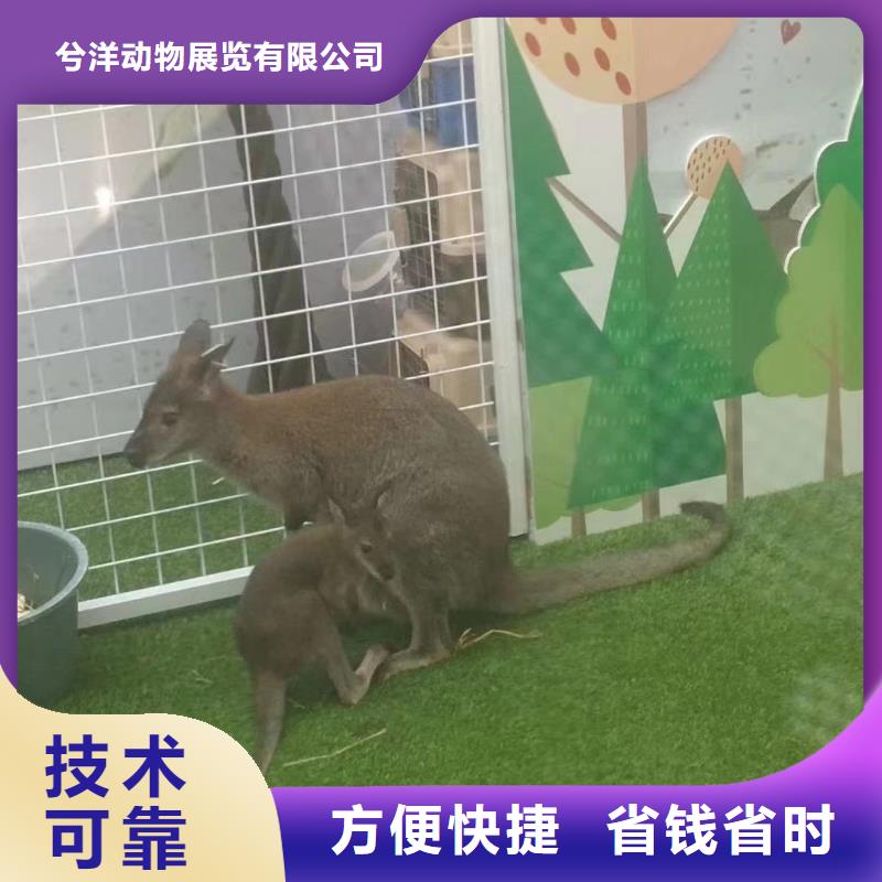 萌宠动物展出租暖场活动