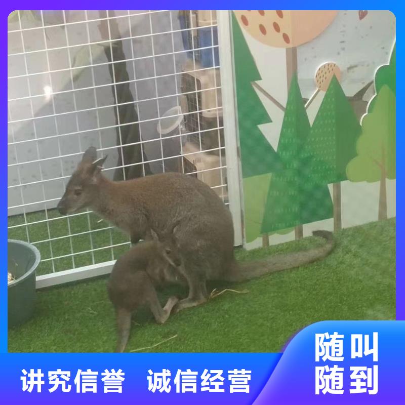 萌宠动物展览活动方案