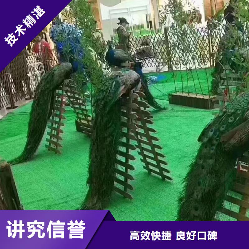 百鸟展租赁品种多