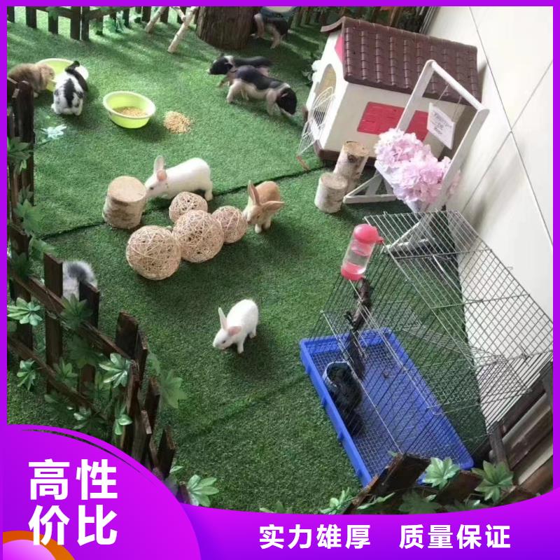 【马戏团/羊驼小香猪宠物出租专业】