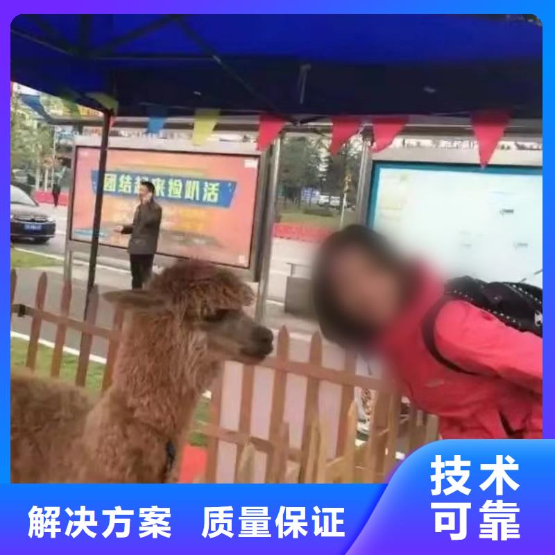 羊驼出售全国承接