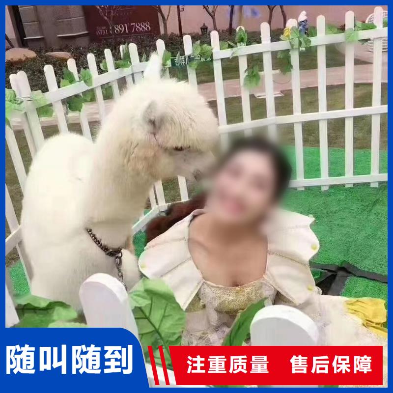 羊驼出租点击