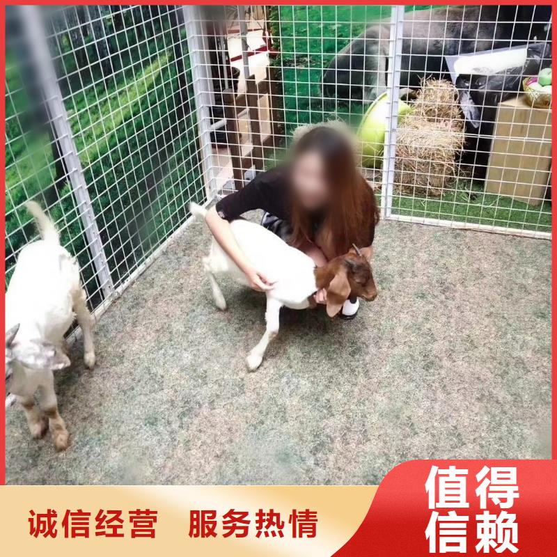 马戏团/羊驼,动物表演租赁诚信放心