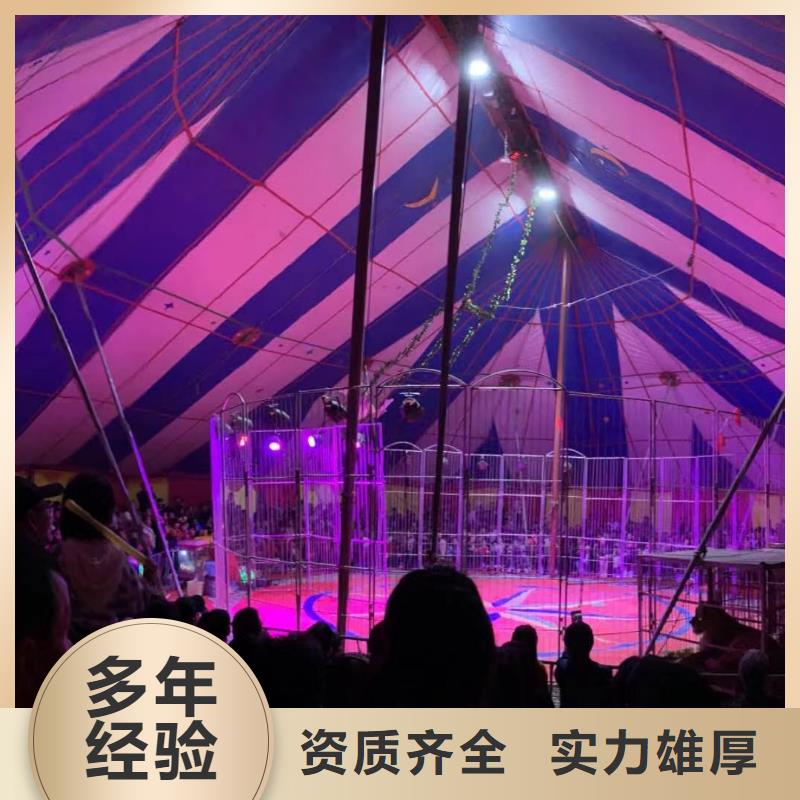 马戏团/羊驼出租羊驼价格公道