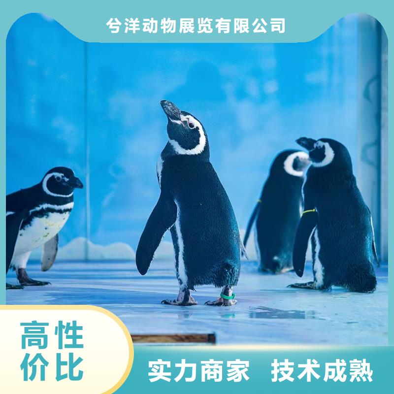 海洋展租赁