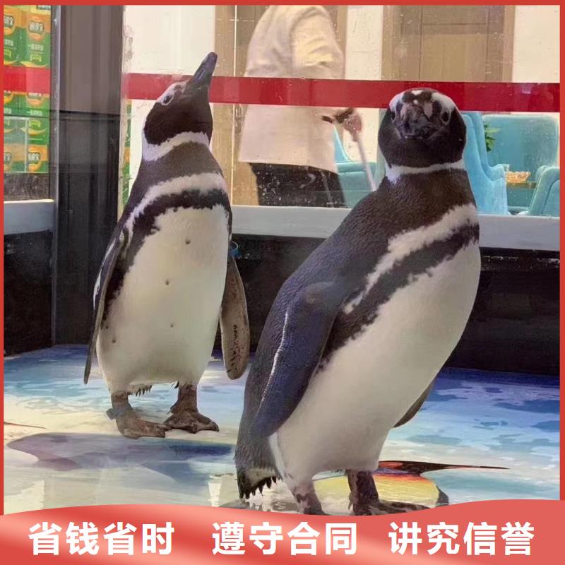 海洋生物展租赁公司节日活动