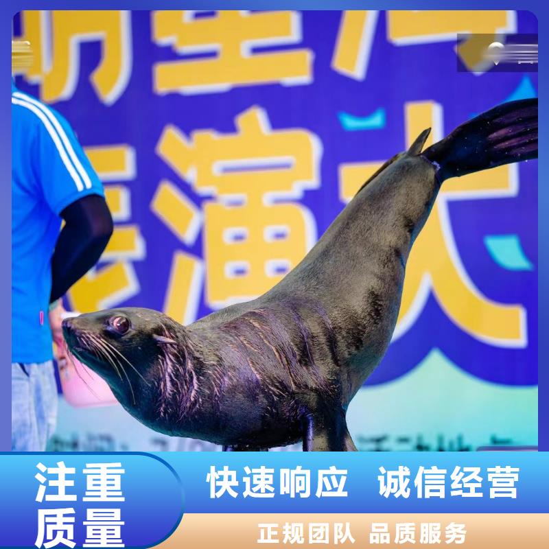 【海洋主题动物表演】海狮表演出租价格公道