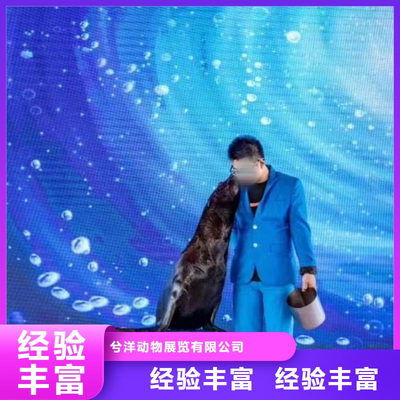 【海洋主题动物表演】海狮表演出租价格公道