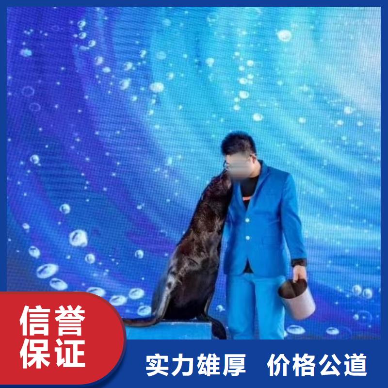 海洋主题动物表演动物表演专业可靠