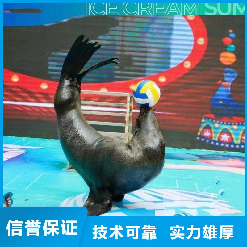 【海洋主题动物表演】_【海狮表演出租】高效快捷