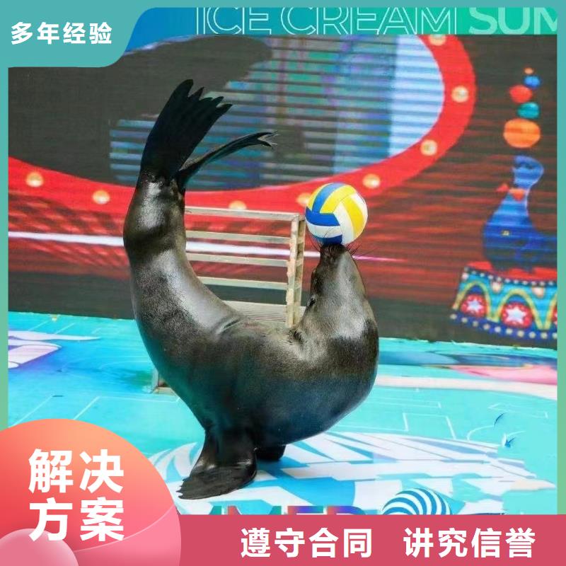 海洋主题动物表演,【企鹅表演出租】品质服务