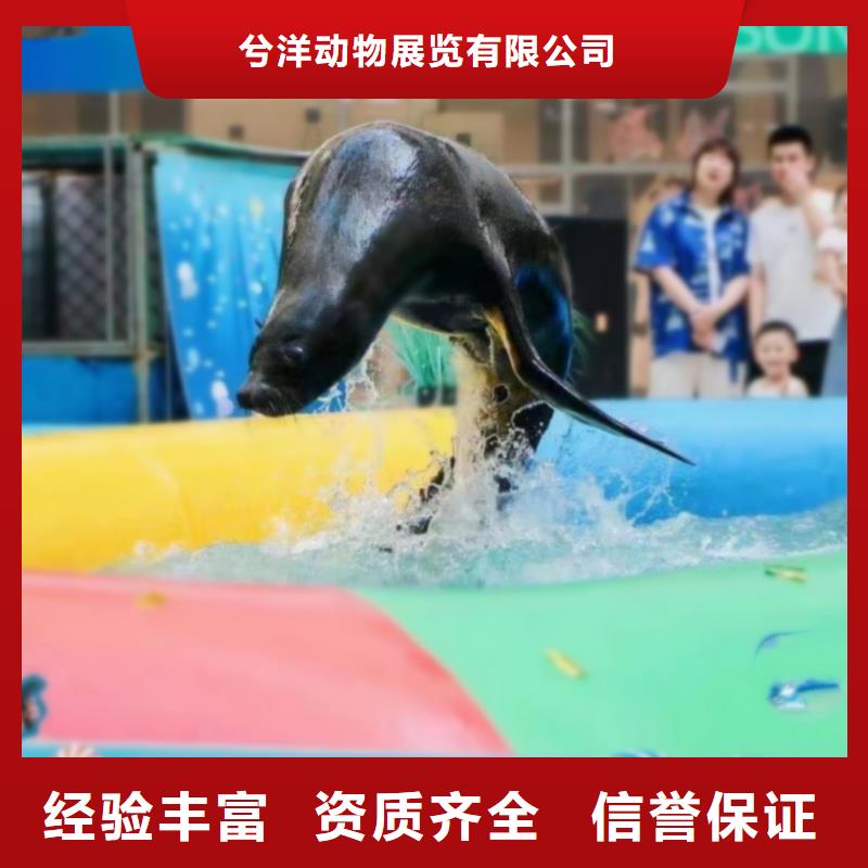 海洋主题动物表演海狮表演出租诚信