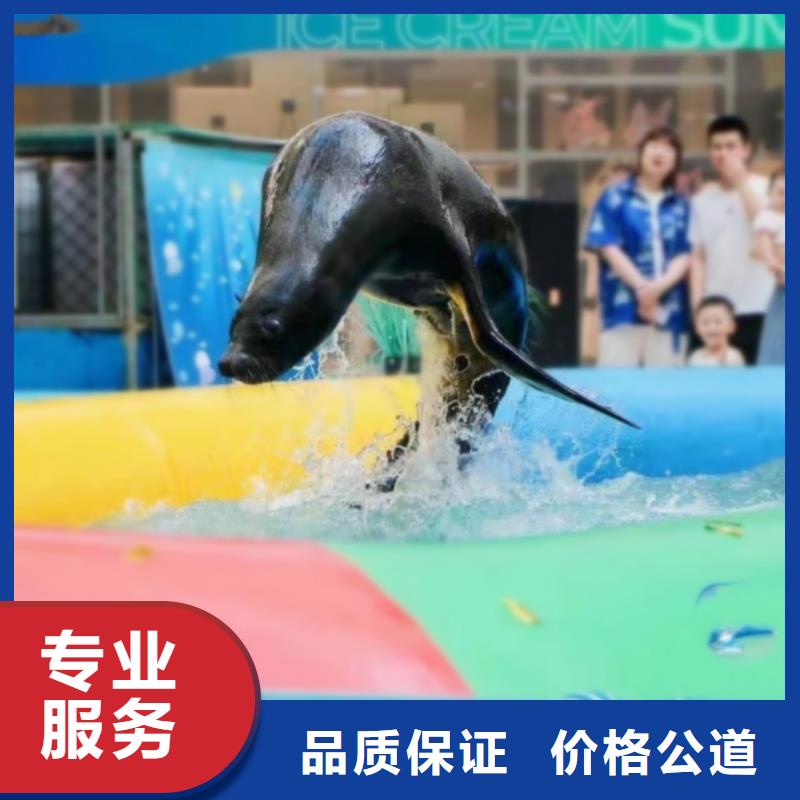 海狮表演出租海洋动物