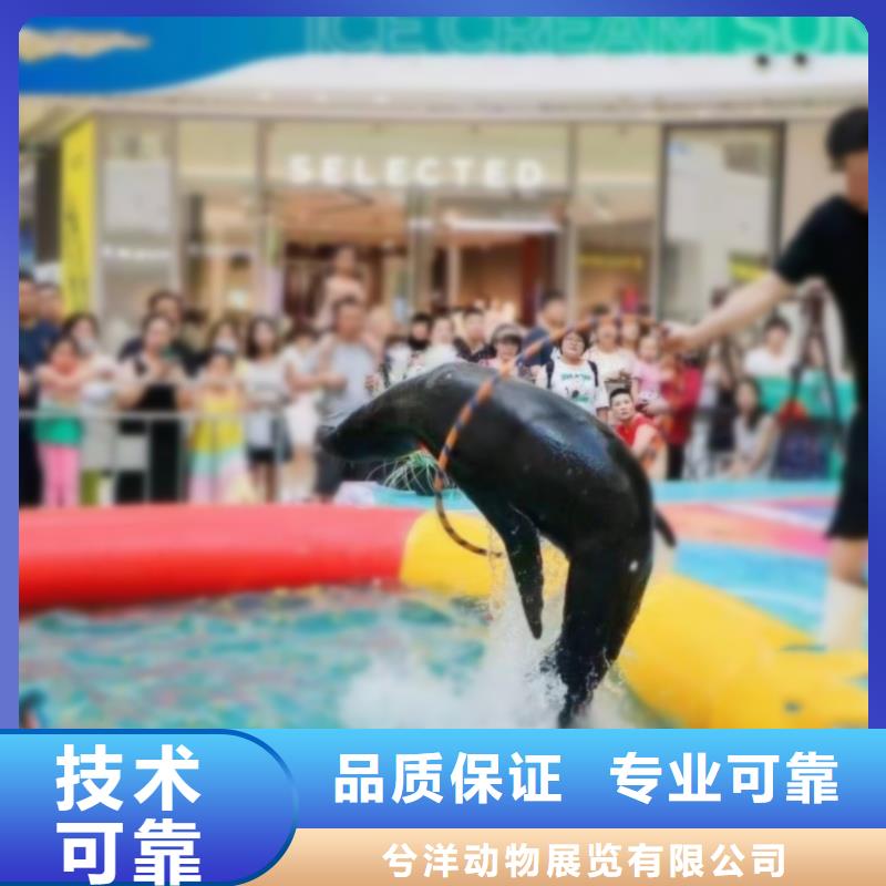 海洋主题动物表演海狮表演出租诚信