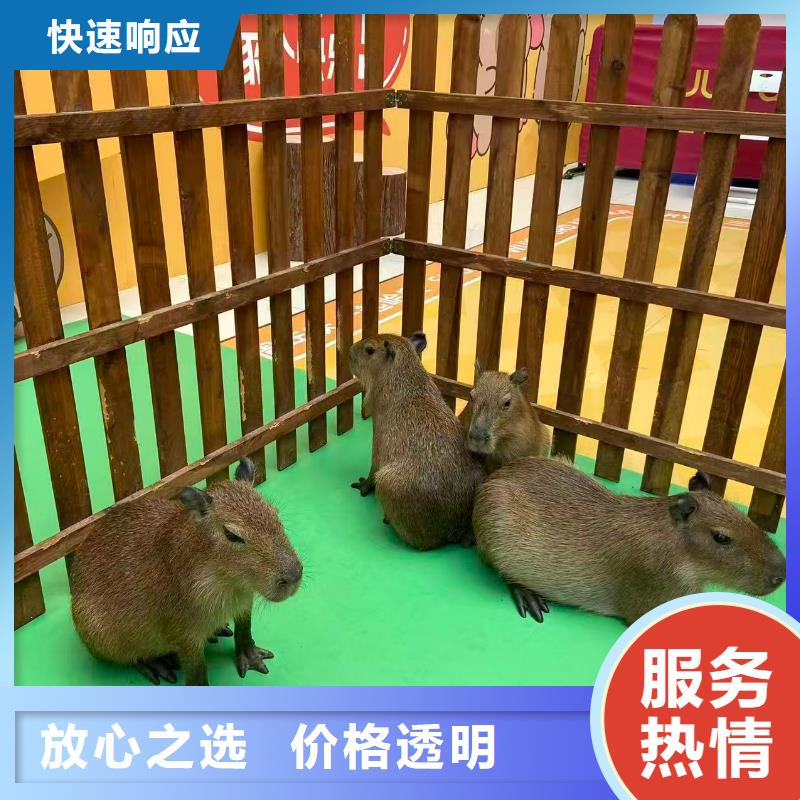 深圳饲养员-饲养员一手货源