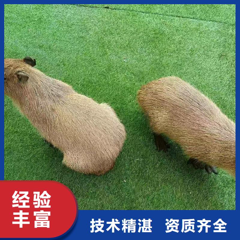 泳池 、泳池 生产厂家-型号齐全