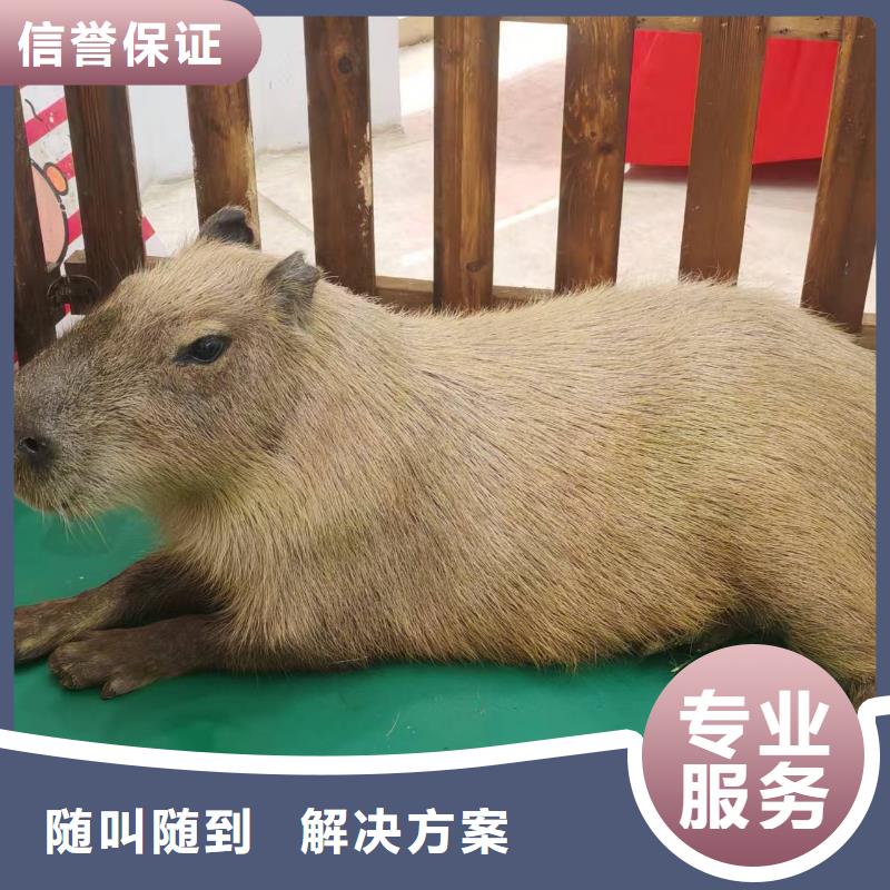 深圳饲养员-饲养员一手货源