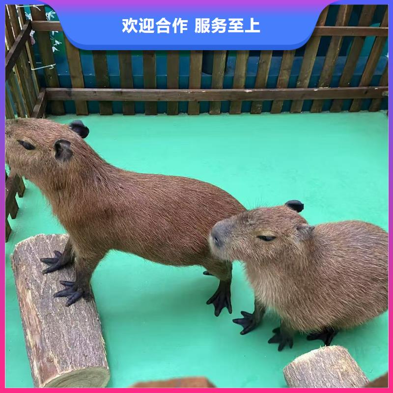 诚信供应租赁资质核查的厂家