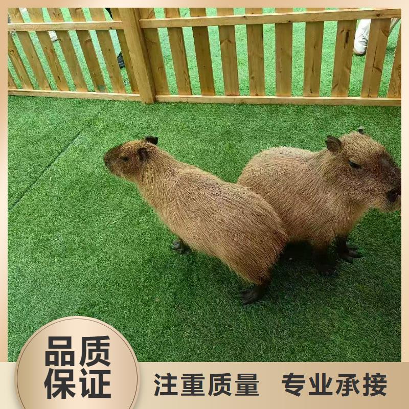 深圳饲养员-饲养员一手货源