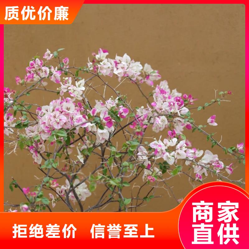 稻草漆厂家定制