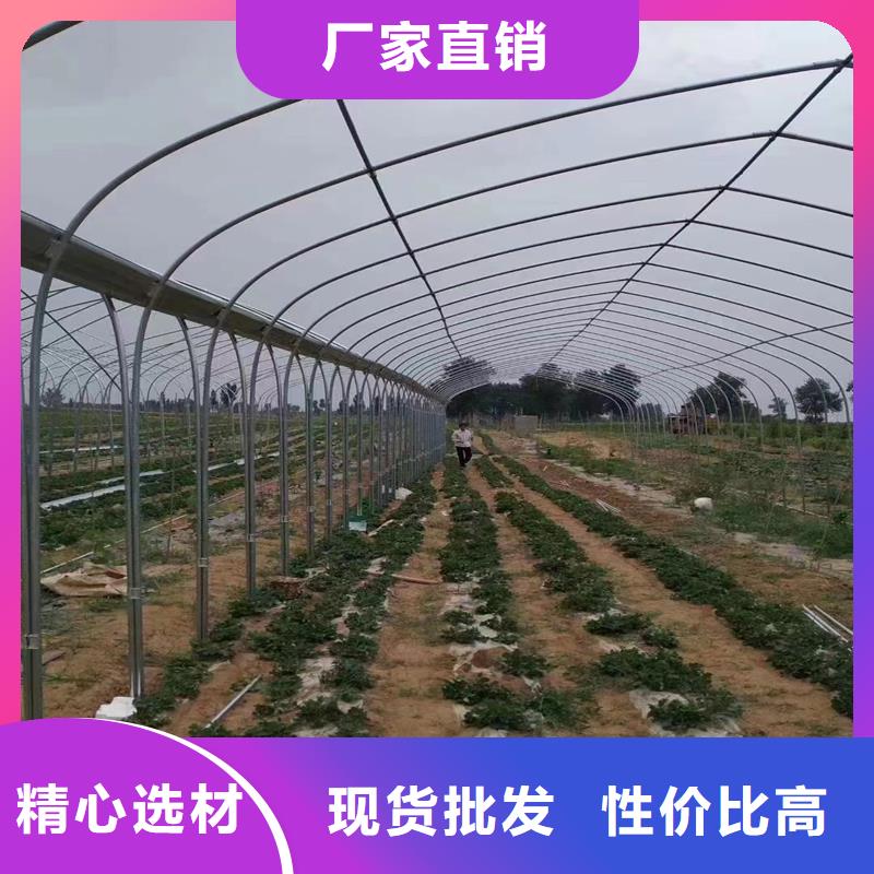 新河县GP825单体蔬菜大棚直销价格