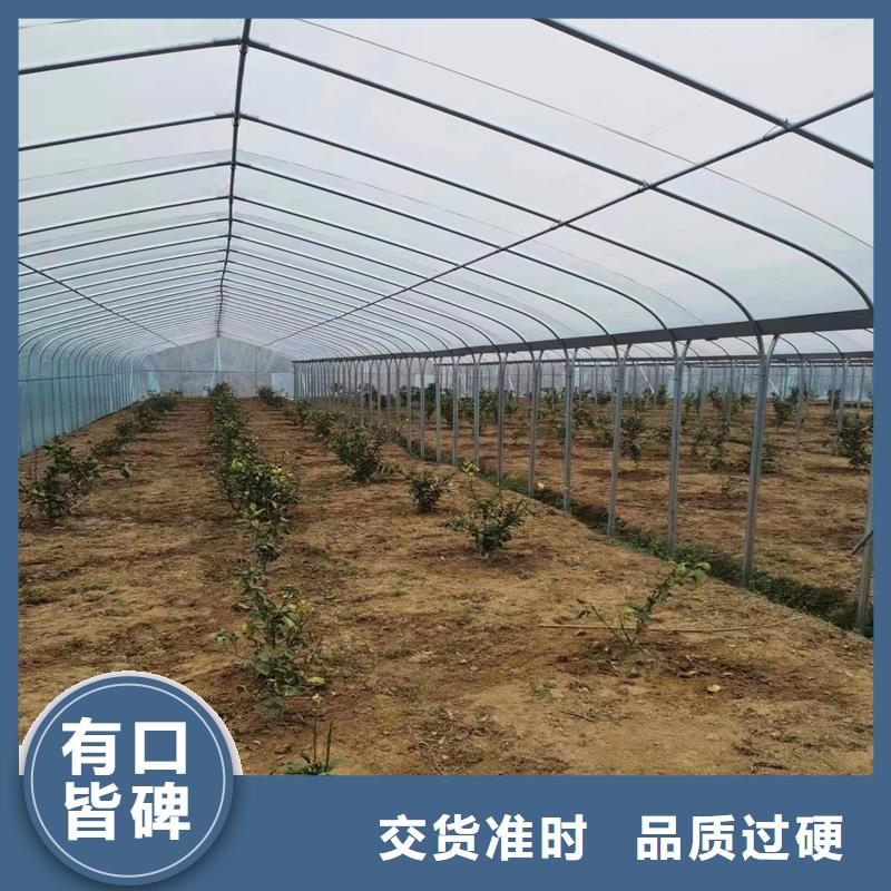 广东省珠海市三灶镇草莓大棚管品质保障
