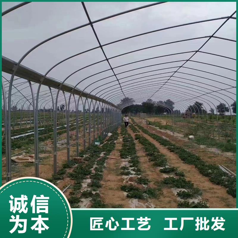 景洪市6米蔬菜大棚管厂家现货【其