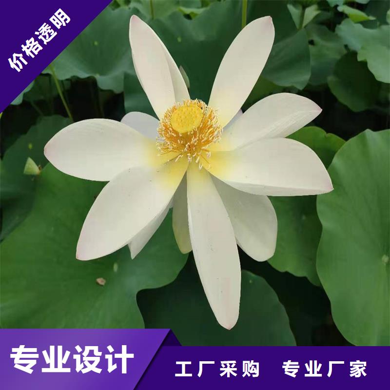 野生荷花苗厂家-价格合理