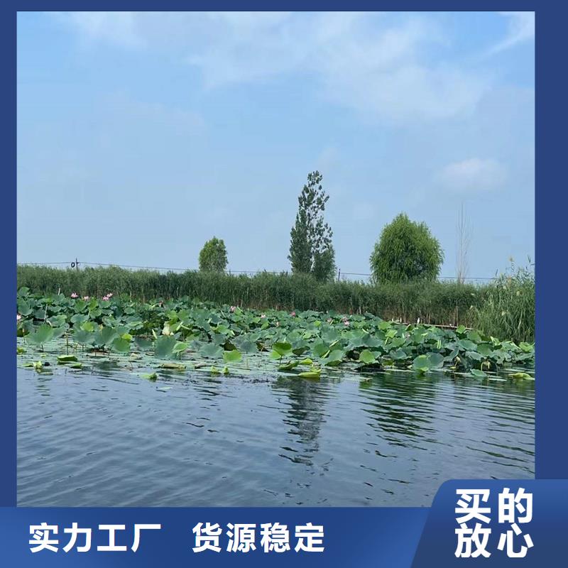 销售全年荷花苗公司