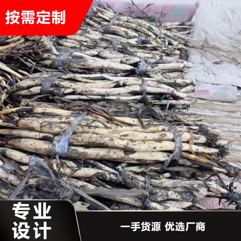 野生荷花苗厂家-价格合理