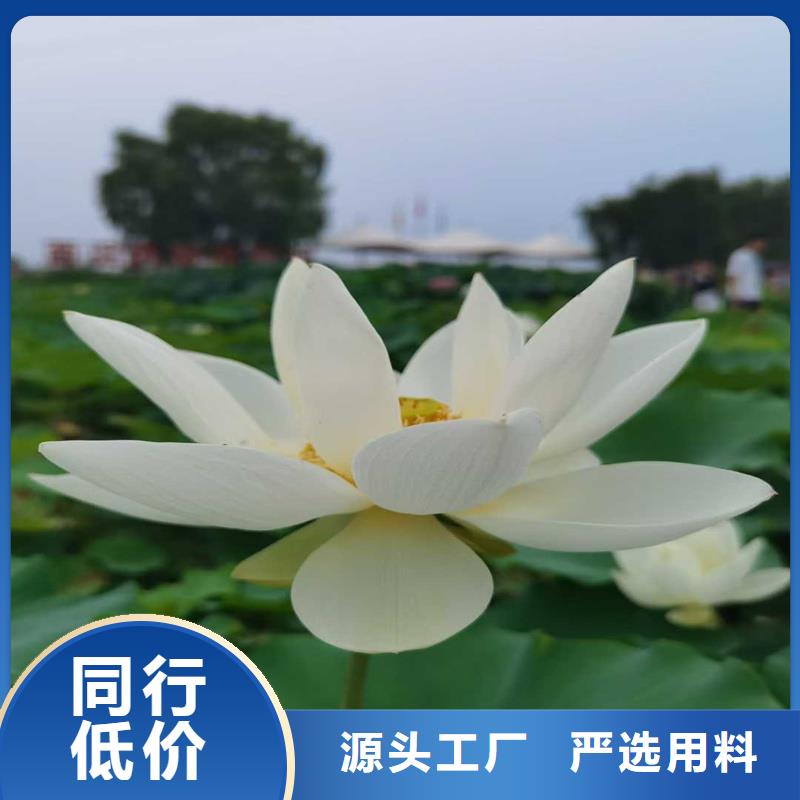 性价比高的盛夏荷花苗生产厂家