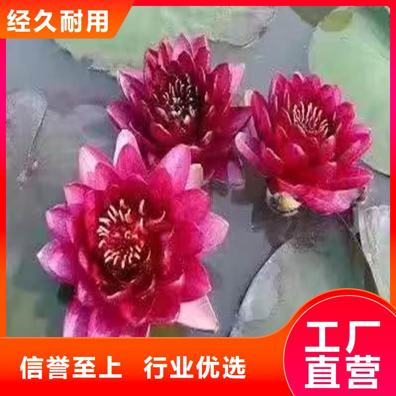 适应广荷花苗市场现货价格