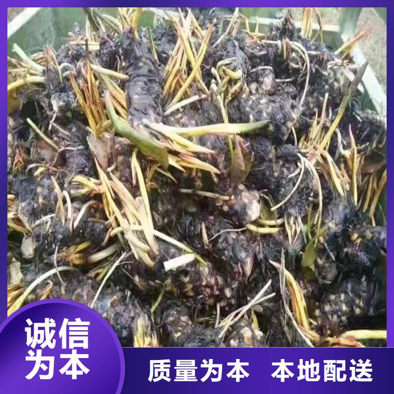 性价比高的盛夏荷花苗生产厂家