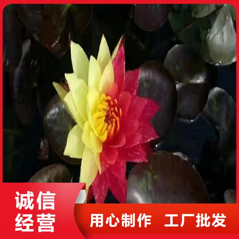 野生荷花苗厂家-价格合理