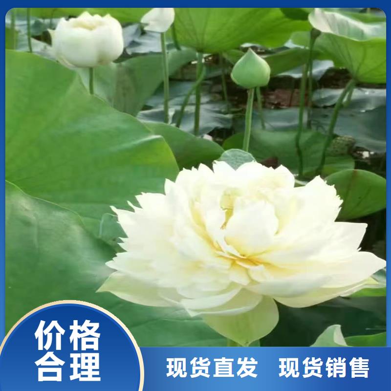 适应广荷花苗市场现货价格