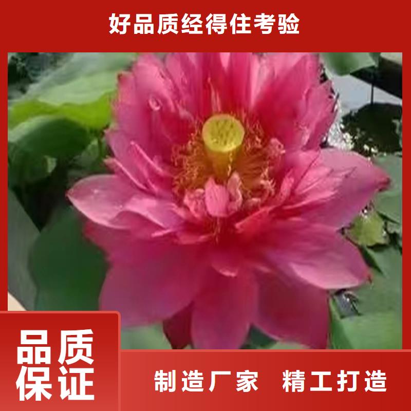 销售全年荷花苗公司