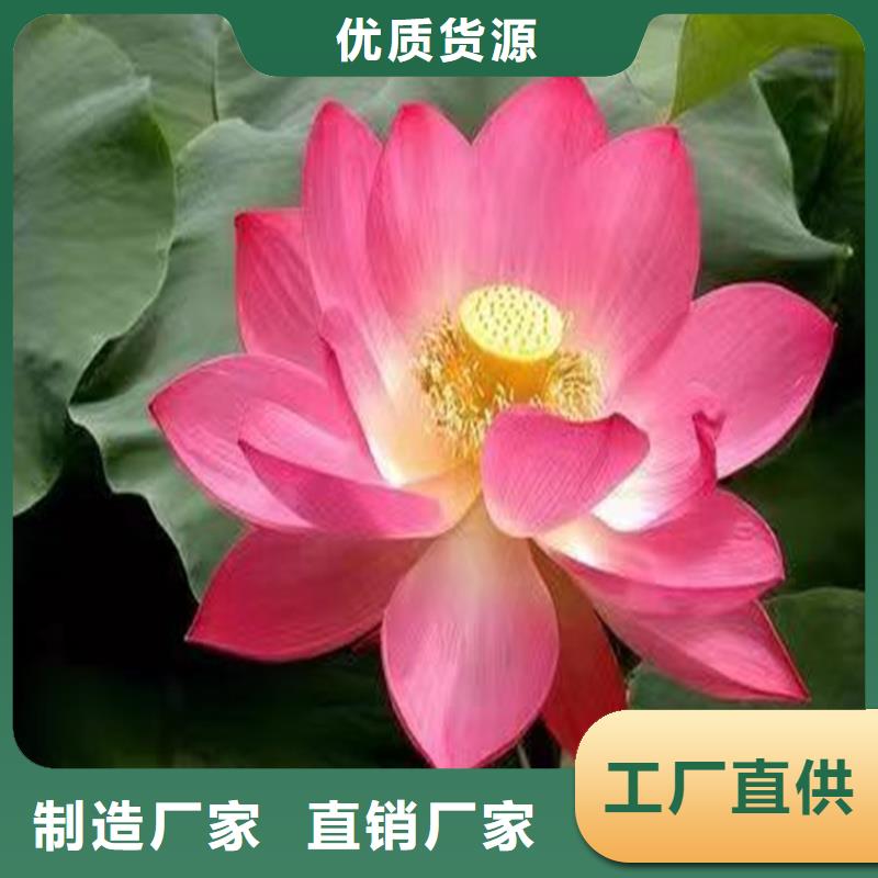 销售全年荷花苗公司