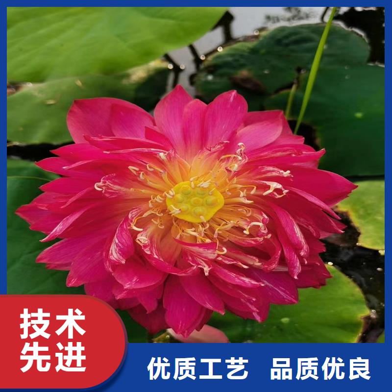 销售全年荷花苗公司