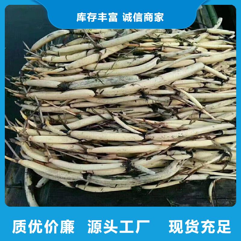 适应广荷花苗市场现货价格