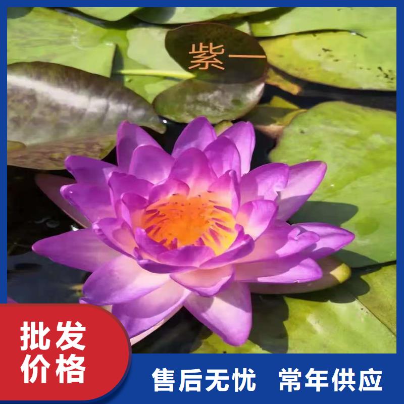 野生荷花苗厂家-价格合理