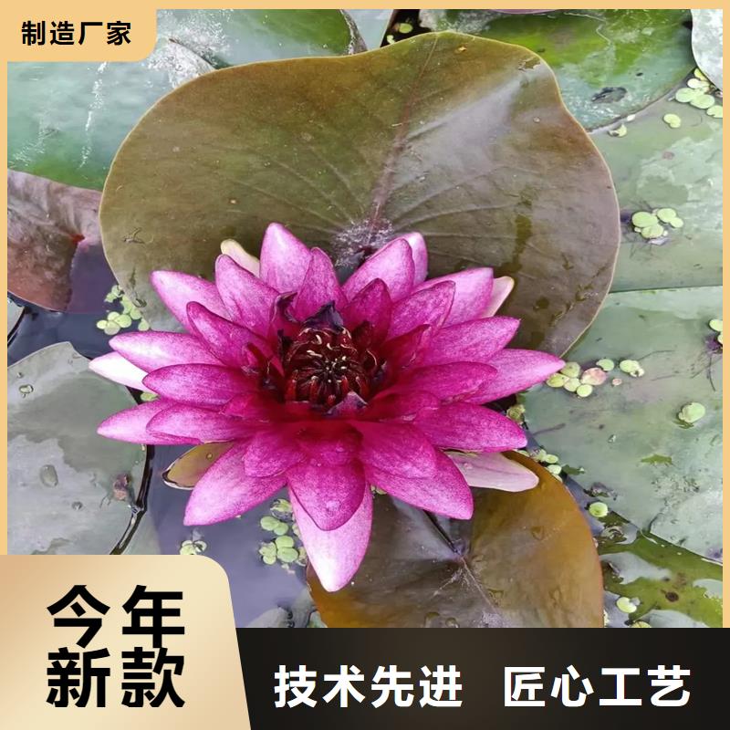 性价比高的盛夏荷花苗生产厂家