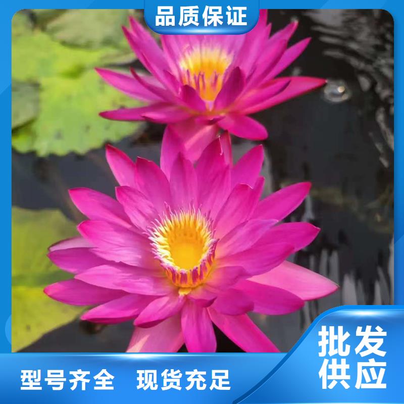 销售全年荷花苗公司