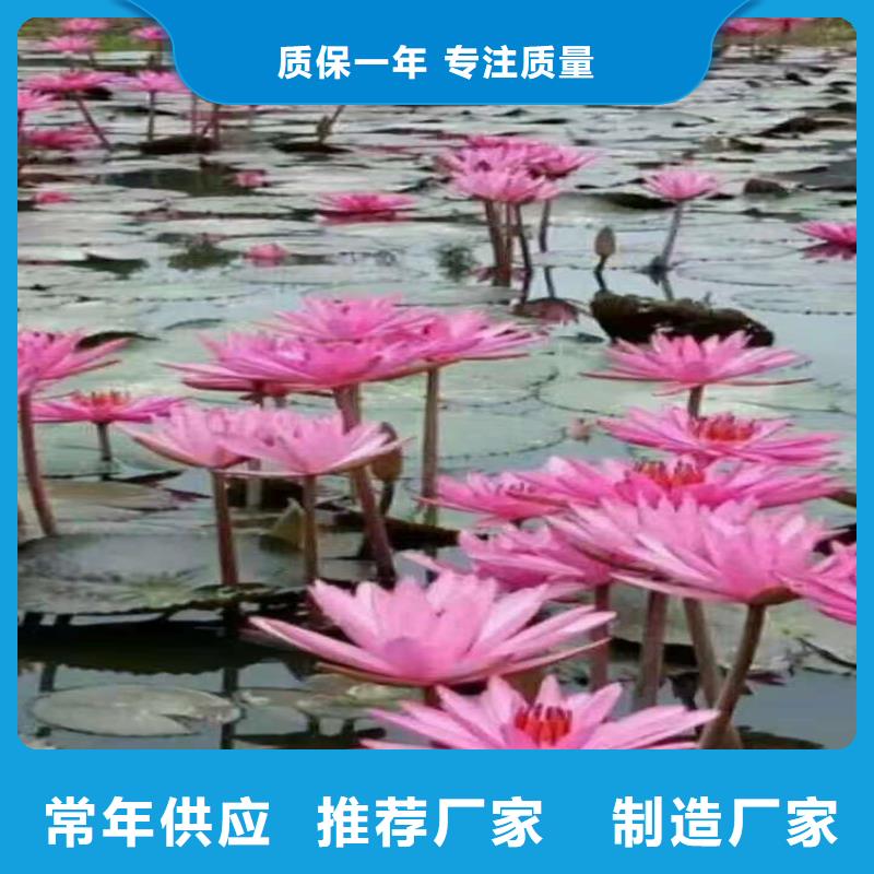 适应广荷花苗市场现货价格