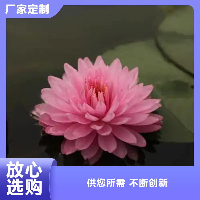 适应广荷花苗市场现货价格