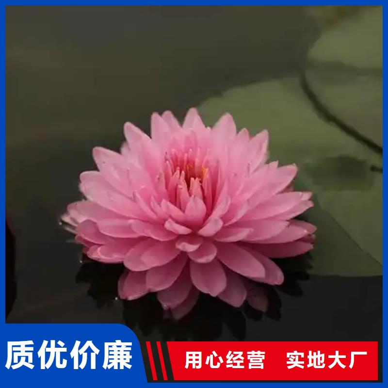 野生荷花苗厂家-价格合理