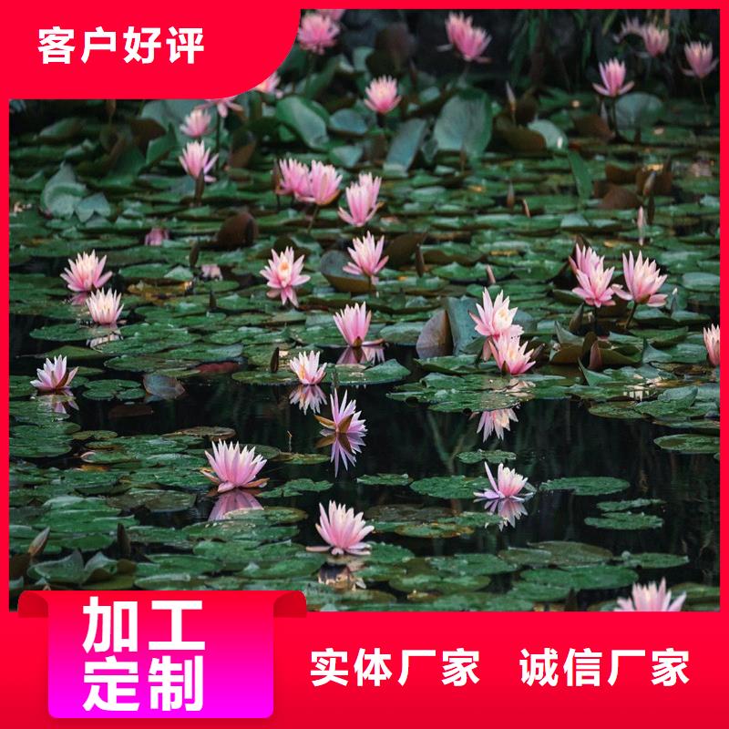 适应广荷花苗市场现货价格