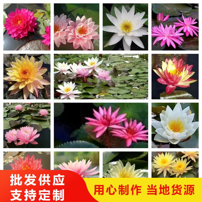 口碑好荷花苗定制服务厂家